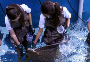 Ray Encounter at Dubai Aquarium and Underwater Zoo 1